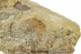 Fossil Dinosaur Bone and Tendon in Sandstone - Wyoming #316933-1